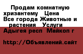 Продам комнатную хризантему › Цена ­ 250 - Все города Животные и растения » Услуги   . Адыгея респ.,Майкоп г.